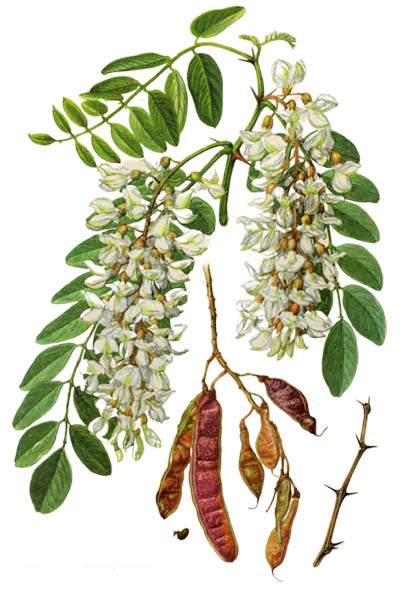 Robinia pseudoacacia / Black locust, false acacia / Робиния ложноакациевая