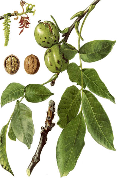 Juglans regia / Persian walnut, English walnut, Carpathian walnut, Madeira walnut / Орех грецкий