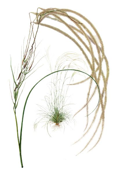 Stipa pennata / European feather grass, Orphan maidenhair / Ковыль перистый