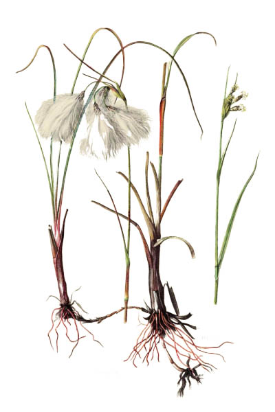 Eriophorum angustifolium / Common cottongrass, common cottonsedge / Пушица узколистная