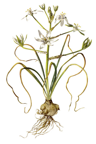 Ornithogalum umbellatum / Garden star-of-Bethlehem, grass lily, nap-at-noon, eleven-o'clock lady / Птицемлечник