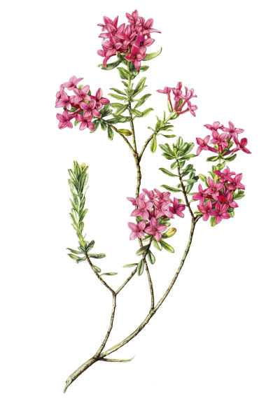 Daphne cneorum / Garland flower, rose daphne / Волчеягодник боровой