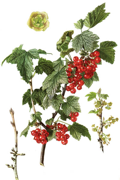 Ribes rubrum / Redcurrant,  red currant / Смородина красная