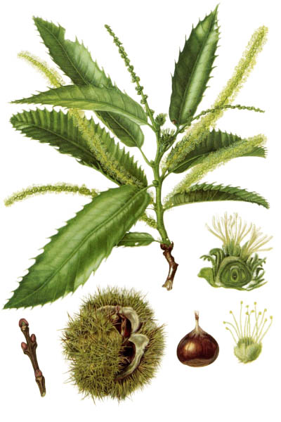 Castanea sativa / Sweet chestnut / Каштан посевной