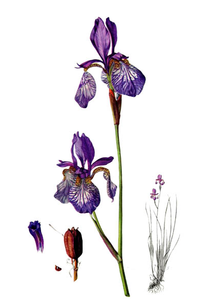 Iris sibirica / Siberian iris, Siberian flag / Ирис сибирский