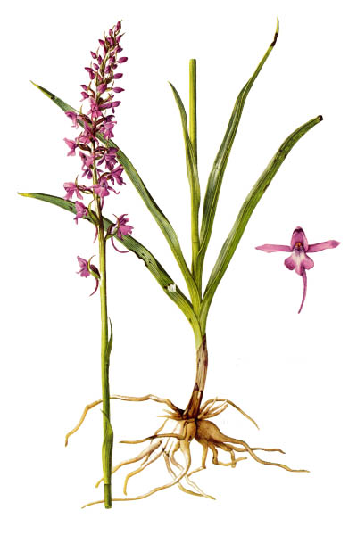 Gymnadenia conopsea / Fragrant orchid, marsh fragrant orchid / Кокушник комарниковый