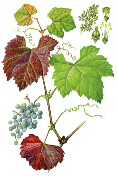 Vitis silvestrii / Hubei grape / Виноград лесной