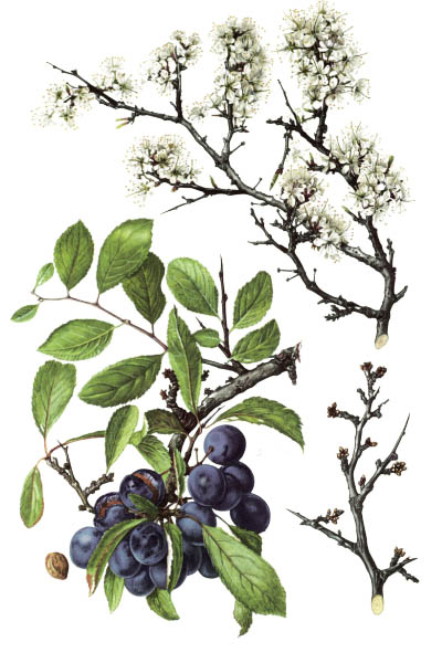 Prunus spinosa / Blackthorn, sloe / Тёрн