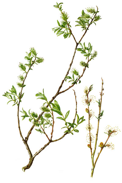 Salix repens / Creeping willow / Ива ползучая