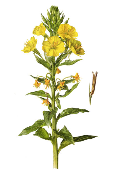 Oenothera biennis / Common evening-primrose, evening star, sundrop / Ослинник двулетний