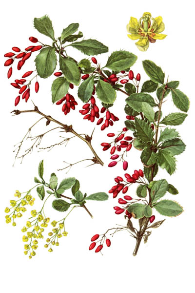 Berberis vulgaris / Common barberry, European barberry, simply barberry / Барбарис обыкновенный