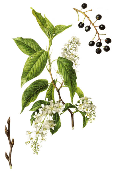 Prunus padus / Bird cherry, hackberry, hagberry, Mayday tree / Черёмуха обыкновенная