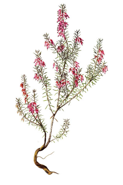 Erica carnea / Winter heath, winter-flowering heather, spring heath, alpine heath / Эрика травянистая