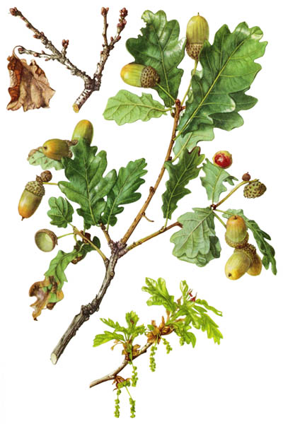 Quercus robur / Common oak, pedunculate oak, European oak, English oak / Дуб черешчатый