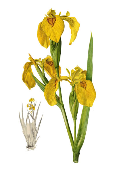 Iris pseudacorus / Yellow flag, yellow iris, water flag / Ирис ложноаировый