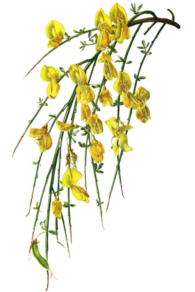 Cytisus scoparius / Common broom, Scotch broom / Ракитник венечный