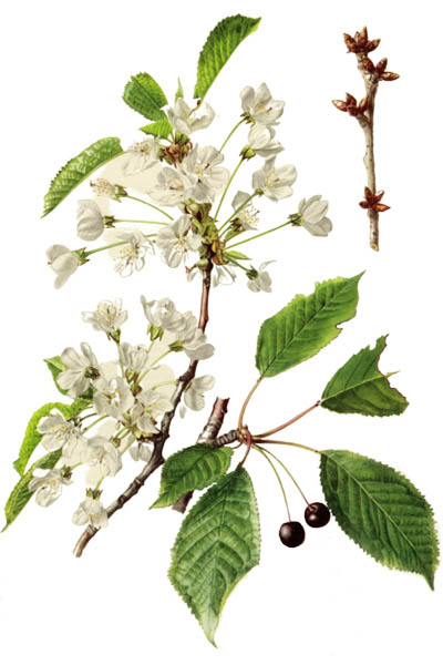 Prunus avium / Wild cherry, sweet cherry, gean / Черешня