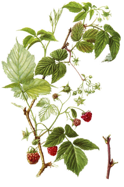 Rubus idaeus / Red raspberry, European raspberry / Малина обыкновенная
