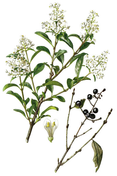 Ligustrum vulgare / Common privet, European prive / Бирючина обыкновенная