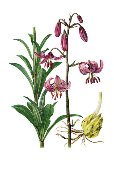 Lilium martagon / Martagon lily, Turk's cap lily / Лилия кудреватая