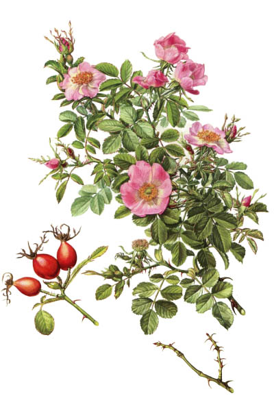 Rosa rubiginosa / Sweet briar, sweetbriar rose, sweet brier or eglantine / Шиповник красно-бурый