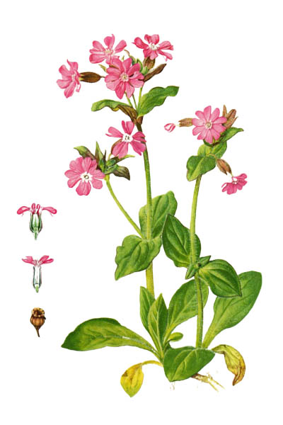 Silene dioica / Red campion, red catchfly / Дрёма двудомная