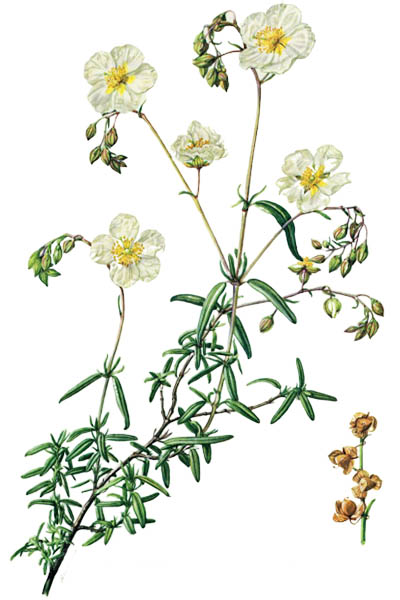 Helianthemum apenninum / White rock-rose / Гелиантемум
