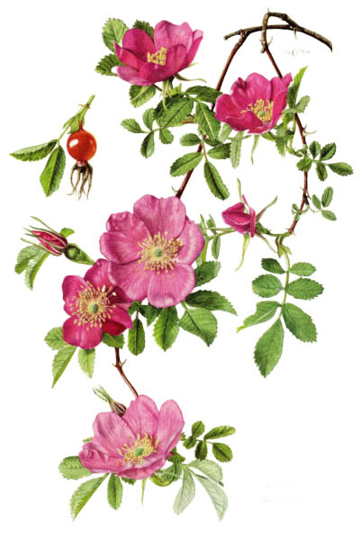 Rosa majalis / Cinnamon rose, double cinnamon rose / Шиповник майский