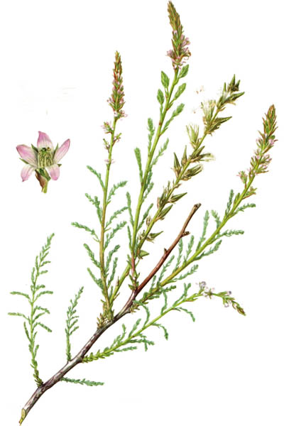 Myricaria germanica / German Tamarisk / Мирикария германская