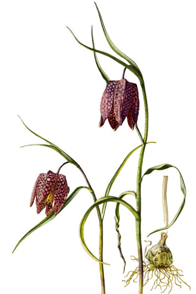Fritillaria meleagris / Snake's head fritillary, snake's head, chess flower / Рябчик шахматный