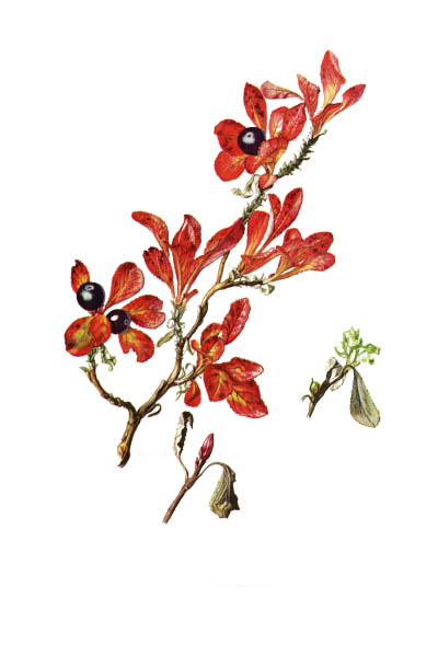 Arctous alpina / Alpine bearberry, mountain bearberry, black bearberry / Толокнянка альпийская
