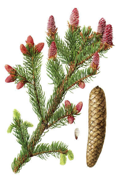 Picea abies / Norway spruce, European spruce / Ель обыкновенная