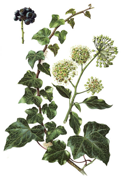 Hedera helix / Common ivy, English ivy, European ivy / Плющ обыкновенный