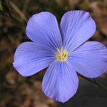 Linaceae (Льновые)