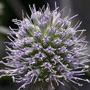 Eryngium alpinum / Синеголовик альпийский