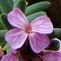 Aethionema armenum «Warley Rose» / Этионема, крылотычинник «Warley Rose»
