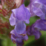 Prunella grandiflora subsp. grandiflora / Черноголовка крупноцветковая