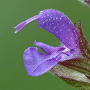 Salvia nemorosa subsp. nemorosa «Blauhugel» / Шалфей дубравный (лесной) «Blauhugel»