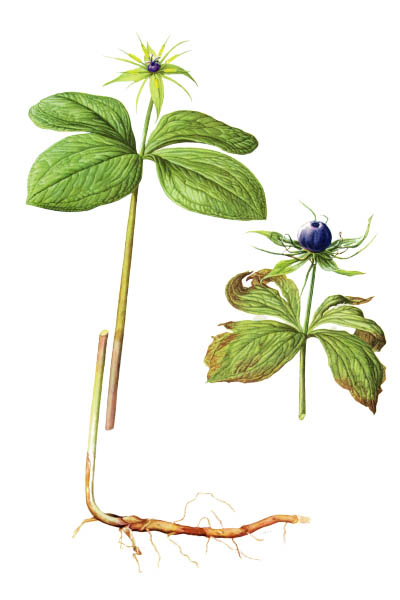 Вороний глаз четырёхлистный / Paris quadrifolia / Herb-paris, true lover's knot