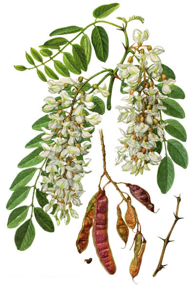 Робиния ложноакациевая / Robinia pseudoacacia / Black locust, false acacia