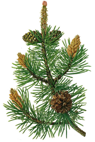 Pinus mugo / Creeping pine, dwarf mountainpine, mugo pine, mountain pine, scrub mountain pine / Сосна стланиковая европейская