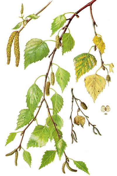 Берёза повислая / Betula pendula / Silver birch, warty birch, European white birch, East Asian white birch