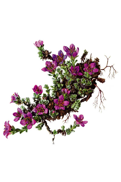 Saxifraga oppositifolia / Purple saxifrage, purple mountain saxifrage / Камнеломка супротивнолистная