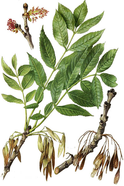Fraxinus excelsior / Ash,  European ash, common ash / Ясень обыкновенный