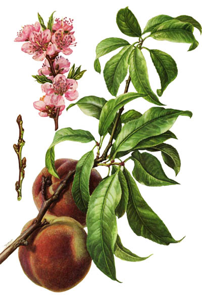Prunus persica / Peach / Персик обыкновенный