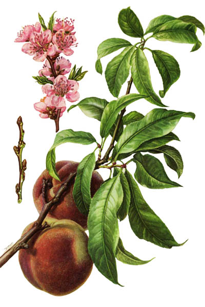 Персик обыкновенный / Prunus persica / Peach