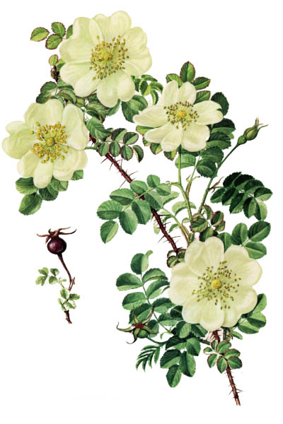 Rosa pimpinellifolia / Burnet rose / Шиповник колючейший