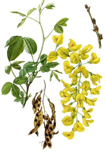 Бобовник анагировидный / Laburnum anagyroides / Common laburnum, golden chain, golden rain