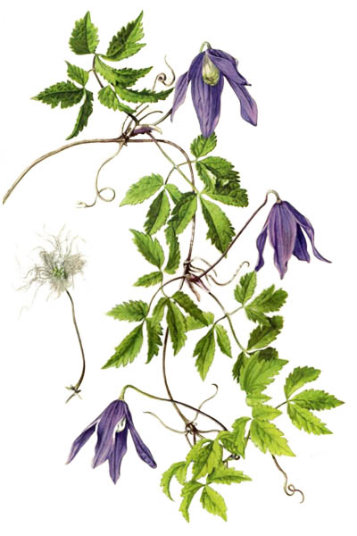 Clematis alpina / Alpine clematis / Ломонос альпийский