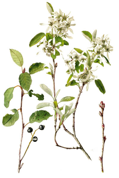 Amelanchier ovalis / Snowy mespilus / Ирга круглолистная